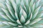 Arizona, Tucson. Tucson Botanical Garden, agave Art Print